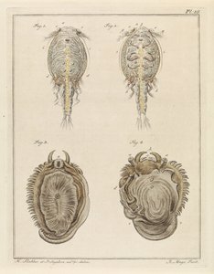 Crustacean and Mollusk by Robbert Muys