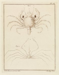 Shore Crab and a Type of Arrow Crab by Robbert Muys