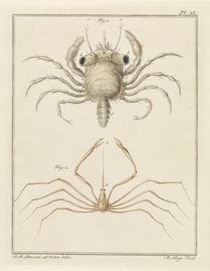 Beach Crab and a Type of Arrow Crab by Robbert Muys