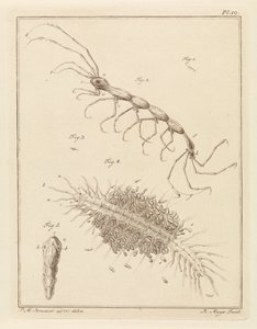 Tuberculosis Patient and a Bristle Worm by Robbert Muys