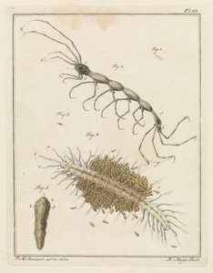 Teringlijdertje and a Bristle Worm by Robbert Muys