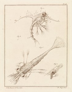 Two Developmental Stages of the Shore Crab Larva