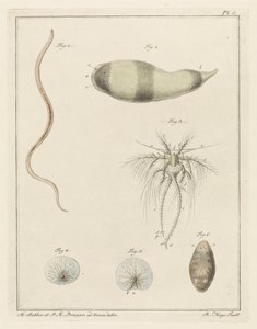 Various Sea Creatures