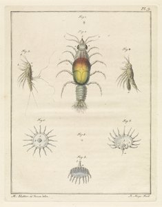 Various Sea Creatures