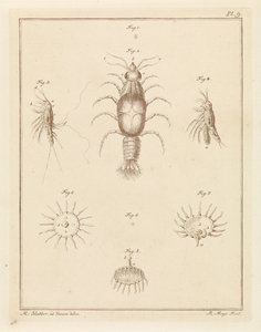 Various Sea Creatures