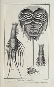 Crustaceans. Illustration from 