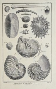 Sea Shells, Illustration from 