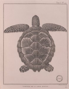 Turtle from the Red Sea by Robert Benard