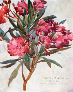 Study of Pink Oleander Blossom, the Mazza di San Guiseppe