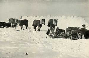Ponies Behind Their Shelter in Camp on the Barrier by Robert Falcon Scott