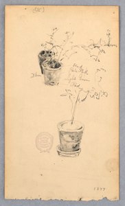 Flower Pots, 1877