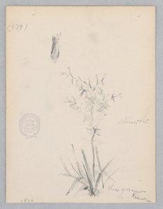 Flowering Plant