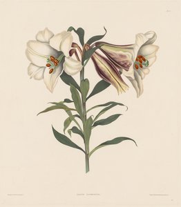 A Selection of Hexandrian Plants, Belonging to the Natural Order of Amaryllidae, 1831-1832 by Robert Havell