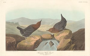 American Water Ouzel