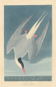 Arctic Tern by Robert Havell