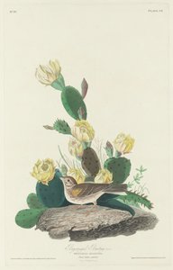 Bay-winged Bunting, 1830
