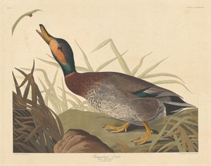 Bemaculated Duck, 1836 by Robert Havell