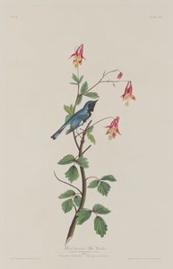 Black-throated Blue Warbler by Robert Havell