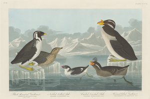 Black-throated Guillemot, Nobbed-billed Auk, Curled-Crested Auk and Horned-billed