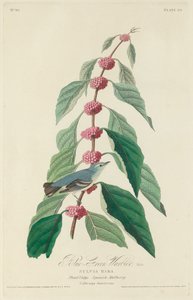 Blue-green Warbler