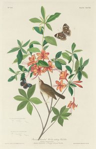Brown-headed Worm-eating Warbler