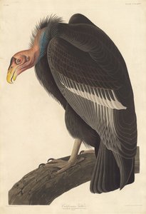 Californian Vulture by Robert Havell