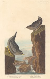 Columbian Water Ouzel and Arctic Water Ouzel