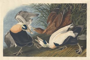 Eider Duck