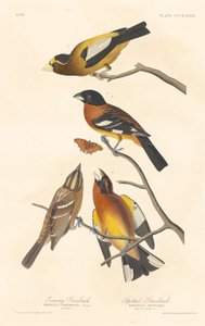 Evening Grosbeak and Spotted Grosbeak, 1837