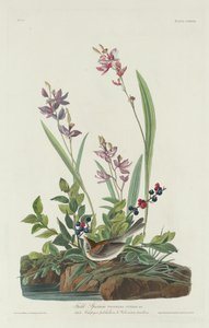 Field Sparrow