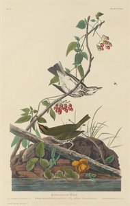 Golden-Crowned Thrush
