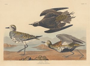 Golden Plover