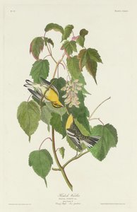 Hemlock Warbler, 1832