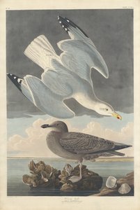 Herring Gull by Robert Havell