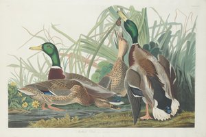 Mallard Duck by Robert Havell