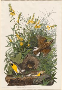 Meadow Lark by Robert Havell
