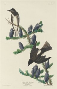 Olive-sided Flycatcher