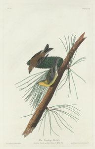 Pine Creeping Warbler, 1832