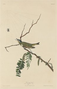 Red-Eyed Vireo, 1832 by Robert Havell