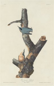 Red-breasted Nuthatch by Robert Havell