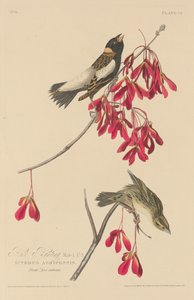 Rice Bunting, 1829