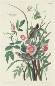 Sea-side Finch