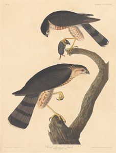 Sharp-shinned Hawk by Robert Havell