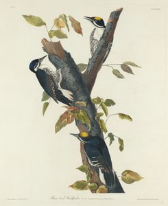 Three-Toed Woodpecker