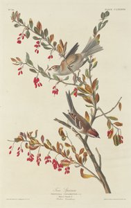 Tree Sparrow, 1834