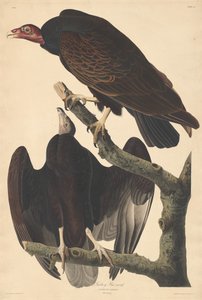 Turkey Buzzard