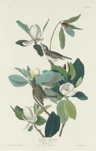 Warbling Flycatcher, 1831 by Robert Havell