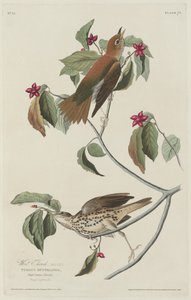 Wood Thrush, 1829