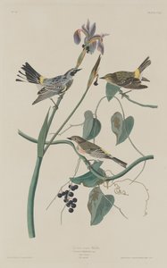 Yellow-crown Warbler