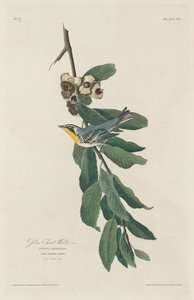 Yellow-throated Warbler